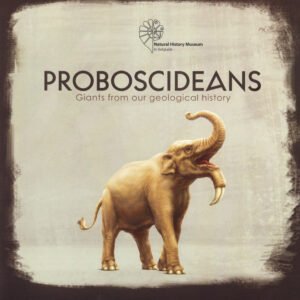 Proboscideans: giants from our geological history